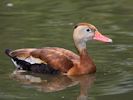 Black-Bellied Whistling Duck (WWT Slimbridge July 2013) - pic by Nigel Key